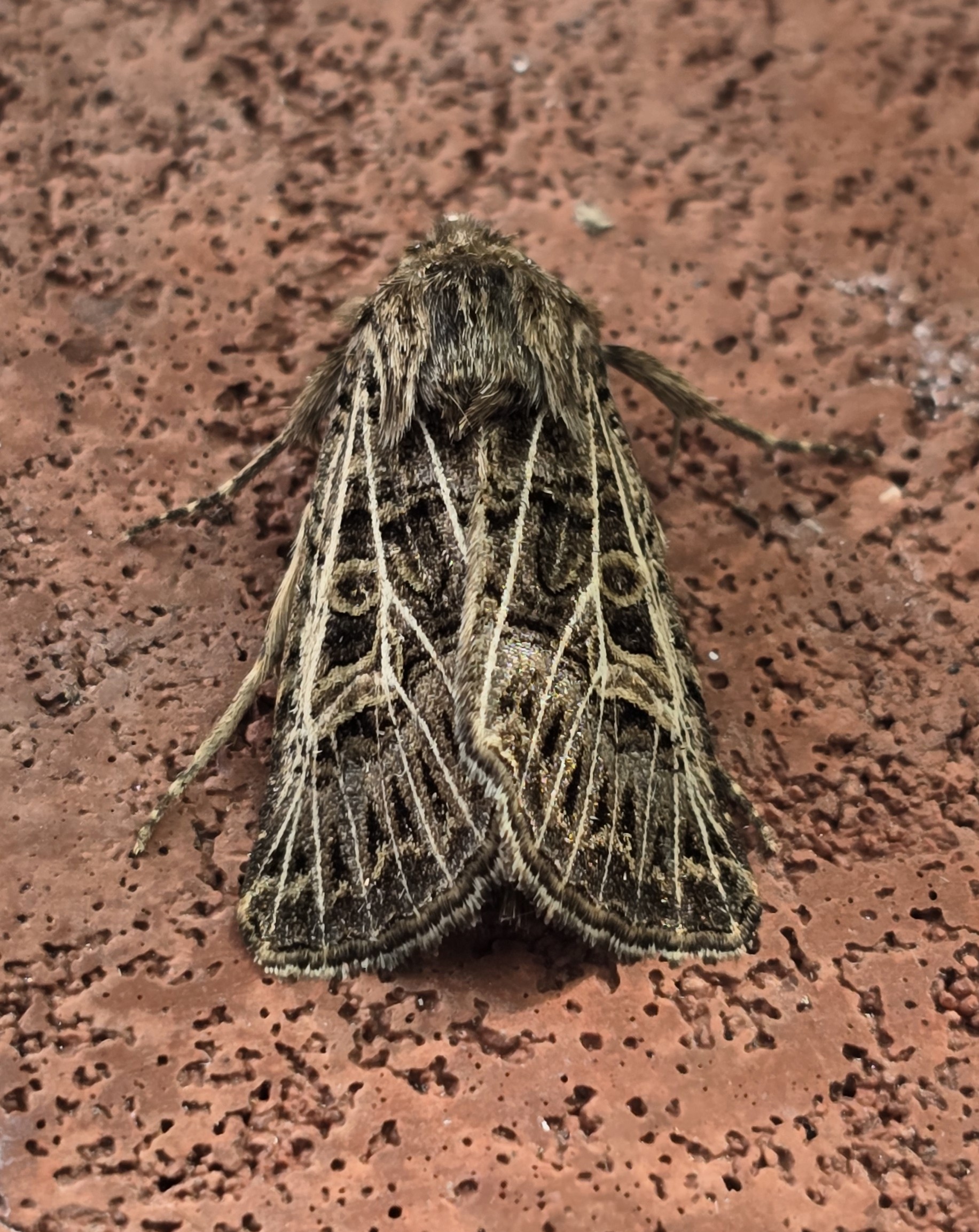 Photo of Feathered Gothic (Tholera decimalis)